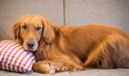 金毛犬训练方法视频,视频教程全面解析