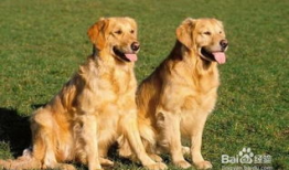 金毛犬训练方法视频,视频教程全面解析