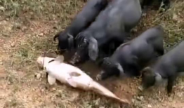 黑猪视频,揭秘猪界“明星”的日常生活