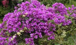 三角梅的修剪方法视频,视频教程精华概述