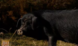 黑猪视频,揭秘猪界“明星”的日常生活